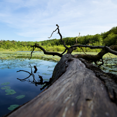 sensibilisation du personnel arbre hôte de biodiversité