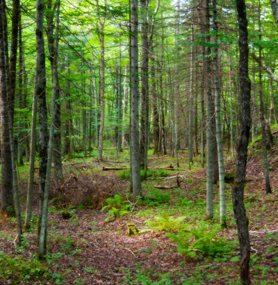 sensibilisation du personnel biodiversité dans les arbres