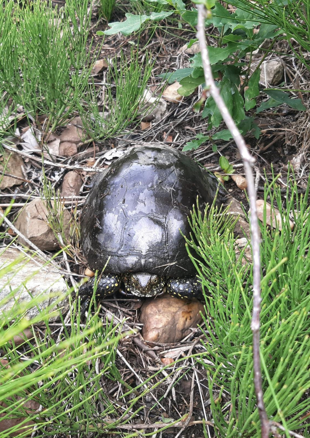 Tortue chelonia environnement