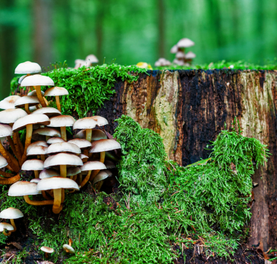 sensibilisation du personnel mycologie