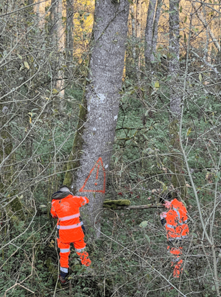 Image1 Analyse des impacts environnementaux chelonia environnement