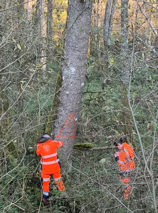Analyse des impacts environnementaux chelonia environnement