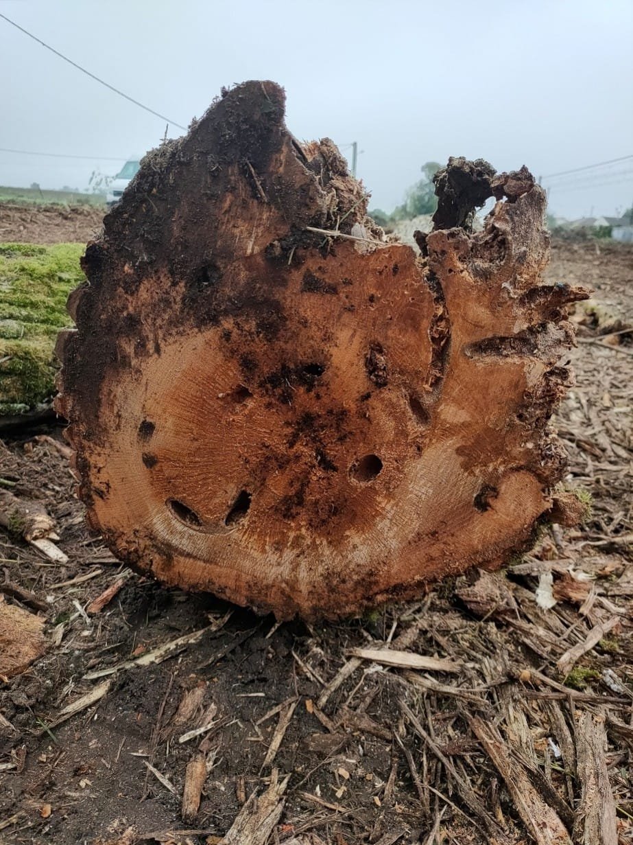 Image7 sensibilisation du personnel arbre hôte de biodiversité