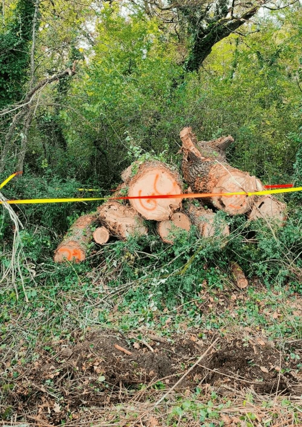 etudes environnementales raports et recommandations chelonia environnement rapport et recommandations études environnementales